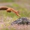 Red Squirrel (Sciurus vulgaris)  adult in summer coat leaping onto fallen log